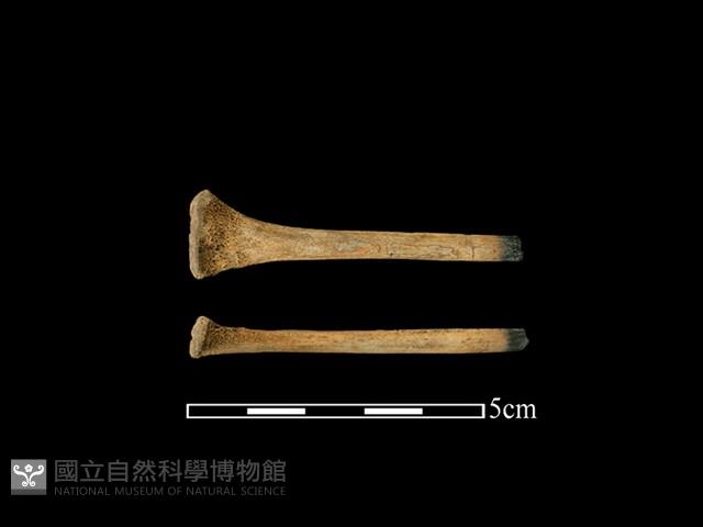 豬骨藏品圖，第1張