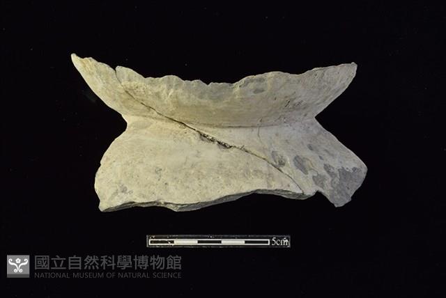 陶片藏品圖，第1張