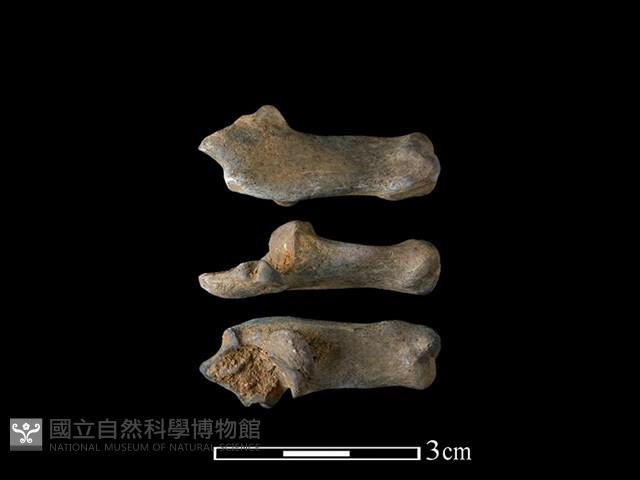 山羌骨藏品圖，第1張