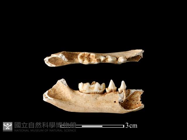 狗獾骨藏品圖，第2張