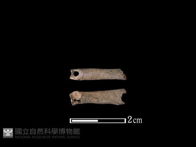 鹿科骨藏品圖，第1張