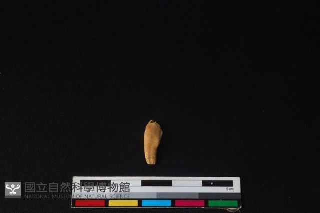 豬骨藏品圖，第1張
