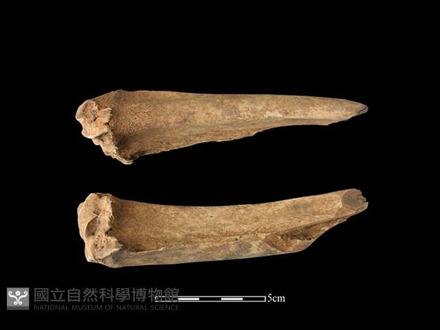 梅花鹿骨藏品圖，第1張