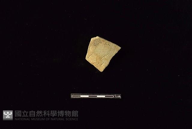 陶片藏品圖，第1張