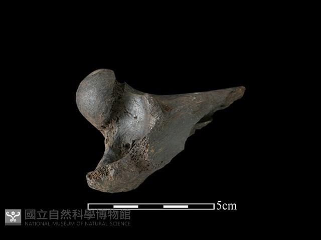 豬骨藏品圖，第2張