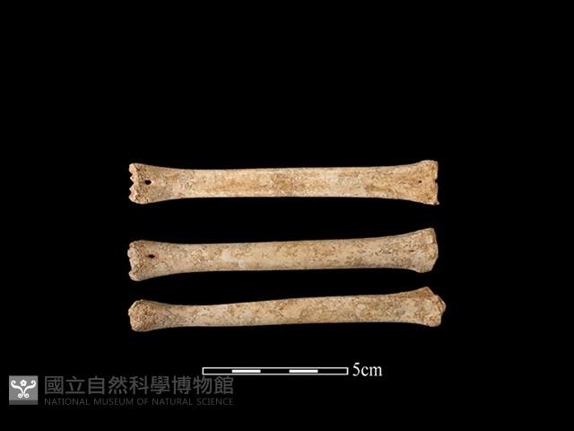 獐骨藏品圖，第1張