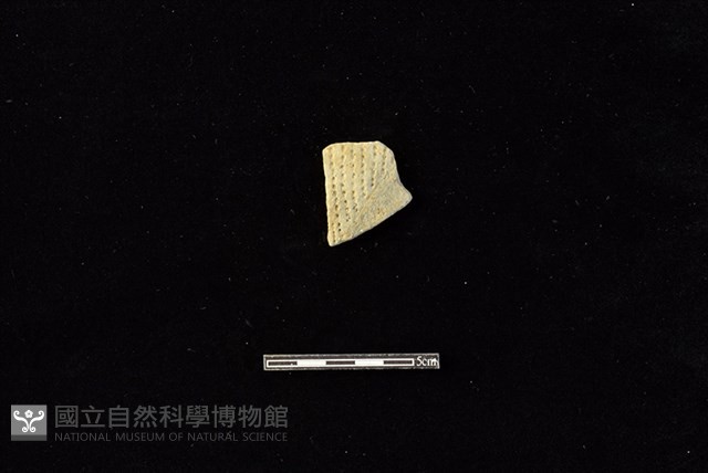 陶片藏品圖，第1張