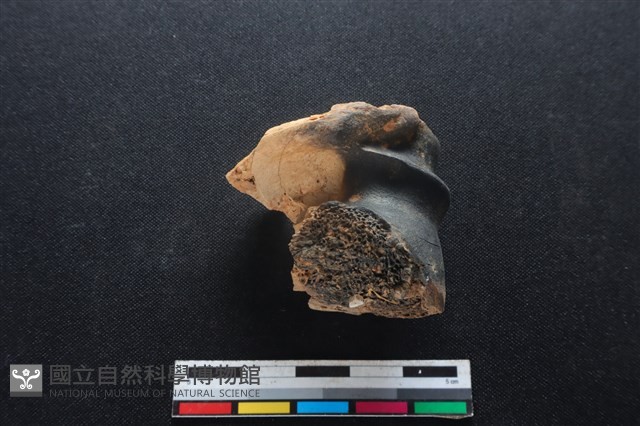 梅花鹿骨藏品圖，第1張