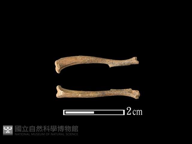 家鼠骨藏品圖，第1張