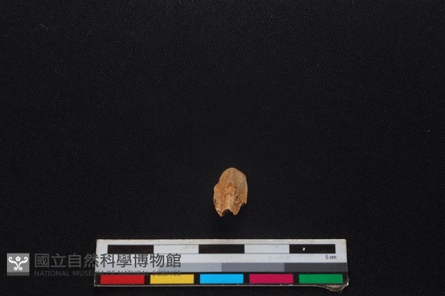 梅花鹿骨藏品圖，第1張