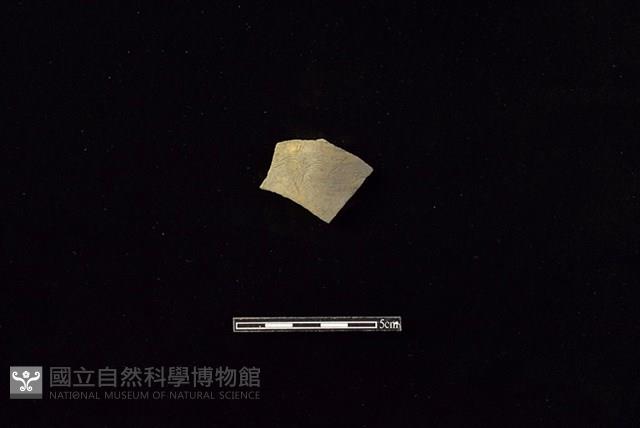 陶片藏品圖，第1張