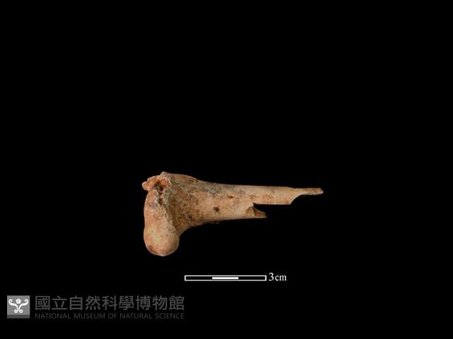 獐骨藏品圖，第1張