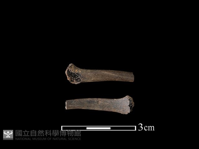 狗獾骨藏品圖，第1張