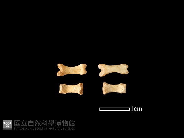 狗獾骨藏品圖，第1張