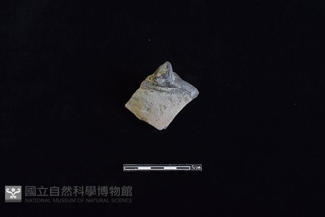 陶片藏品圖，第1張