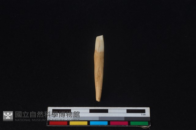 豬骨藏品圖，第1張