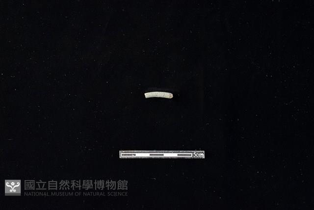 陶環藏品圖，第1張