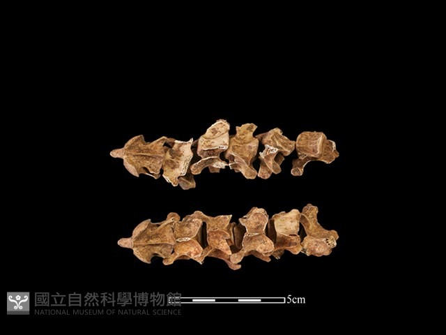 水獺骨藏品圖，第1張