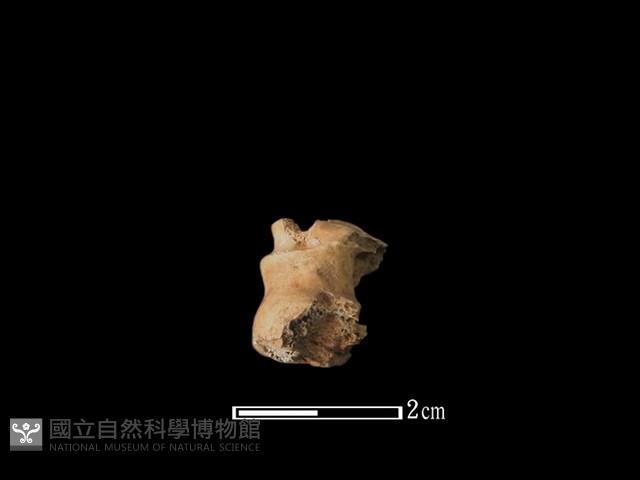 獐骨藏品圖，第1張