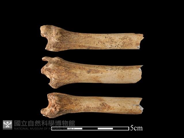 獐骨藏品圖，第1張