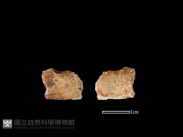 狗獾骨藏品圖，第1張