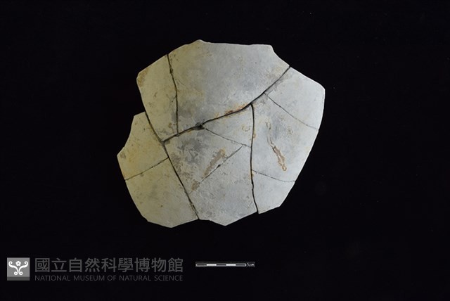 陶片藏品圖，第1張