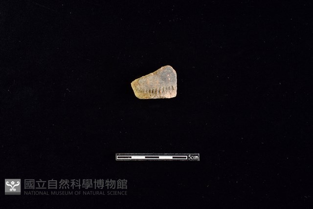 陶片藏品圖，第1張