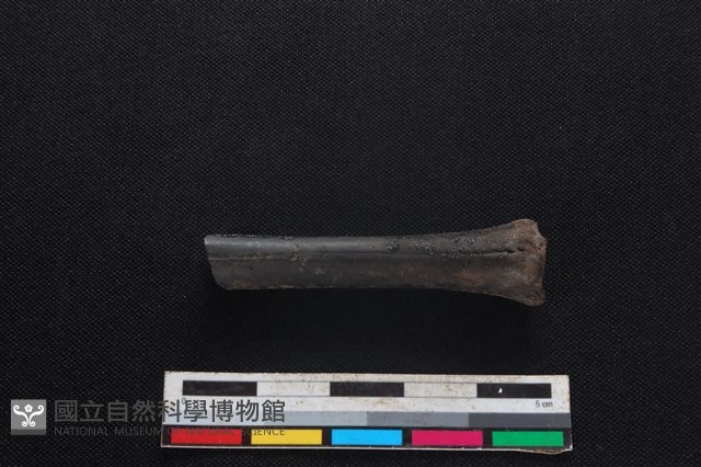 山羌骨藏品圖，第1張