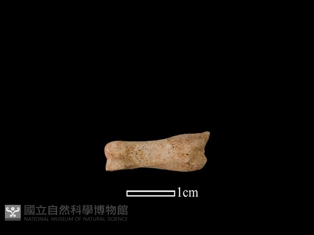 獐骨藏品圖，第1張
