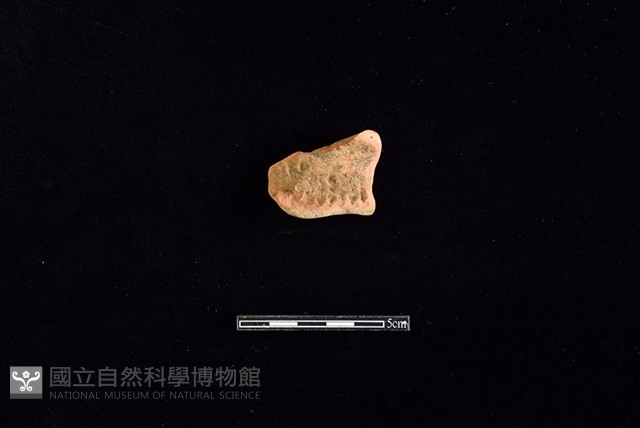 陶罐藏品圖，第1張