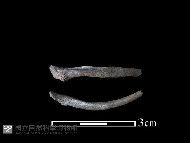 狗獾骨藏品圖，第1張