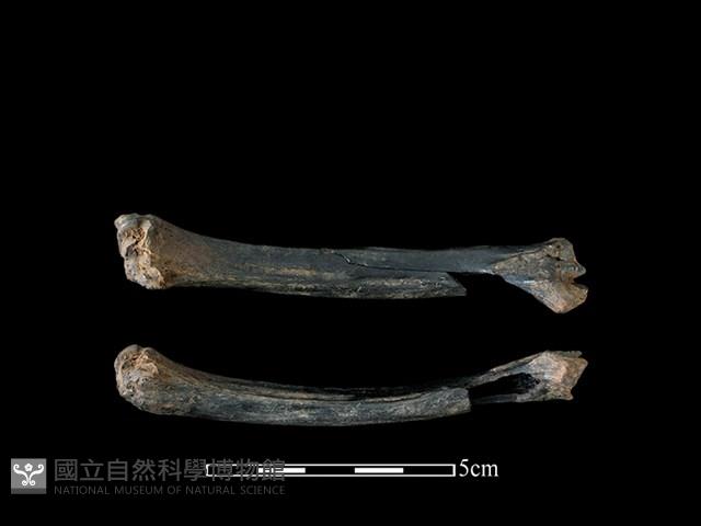 山羌骨藏品圖，第1張