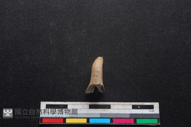 梅花鹿骨藏品圖，第1張