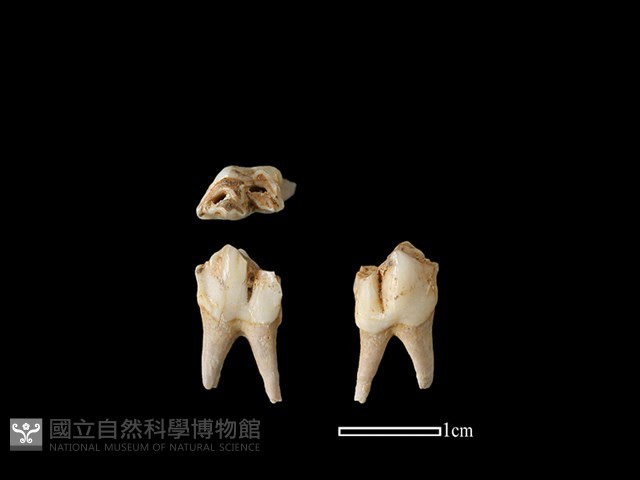 獐骨藏品圖，第1張