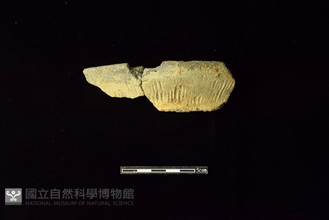 陶罐藏品圖，第1張