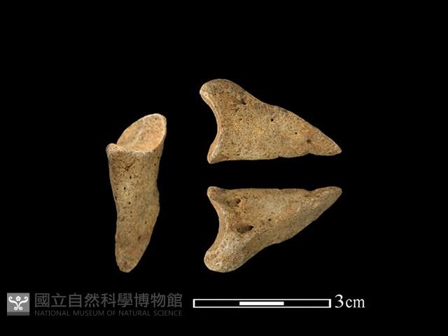 梅花鹿骨藏品圖，第1張