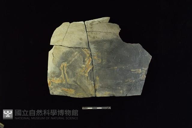 陶片藏品圖，第1張