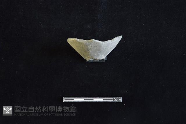 Accession Number:HLL-J PT1587 Collection Image, Figure 1, Total 2 Figures