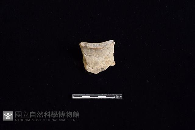 陶罐藏品圖，第1張