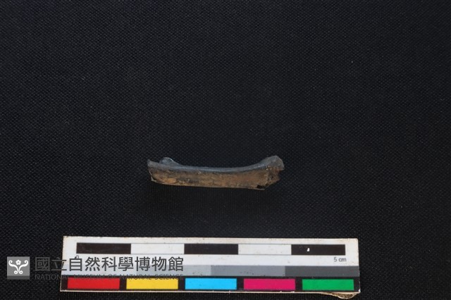 環頸雉骨藏品圖，第1張