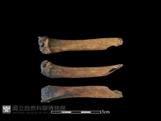 獐骨藏品圖，第1張