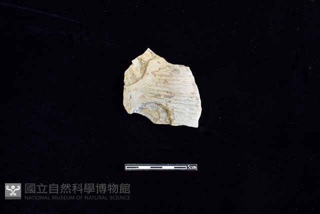 陶片藏品圖，第1張