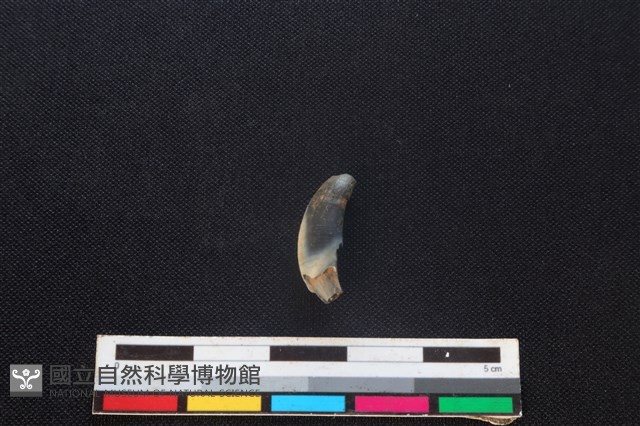 食肉目骨藏品圖，第1張