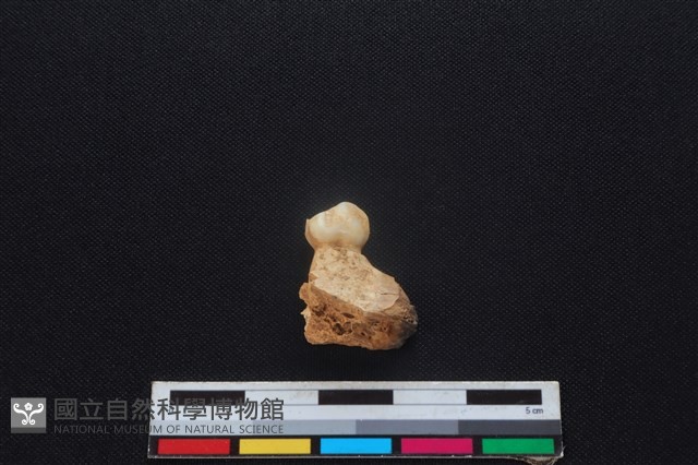 梅花鹿骨藏品圖，第1張