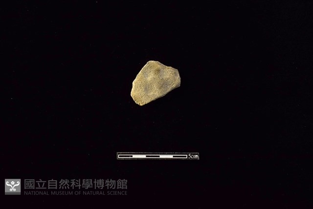 陶片藏品圖，第1張