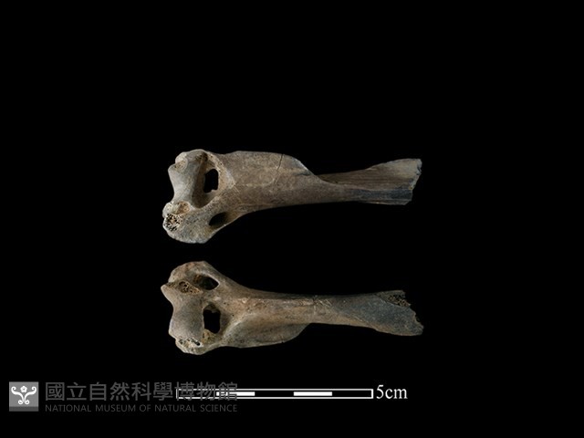狗獾骨藏品圖，第1張
