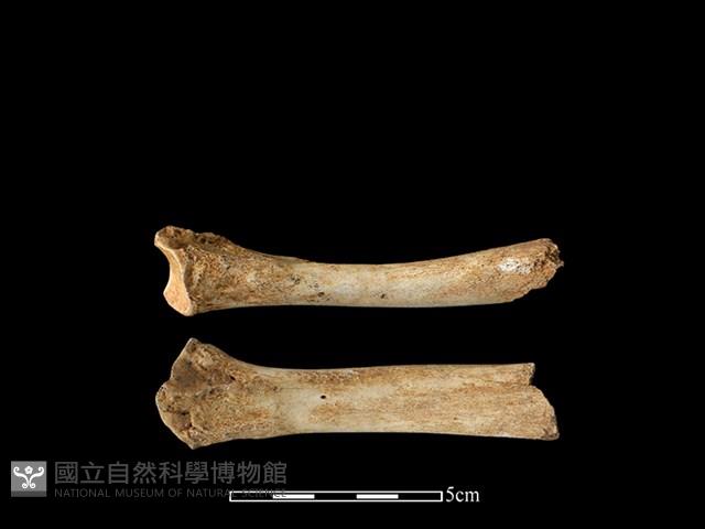 豬骨藏品圖，第1張