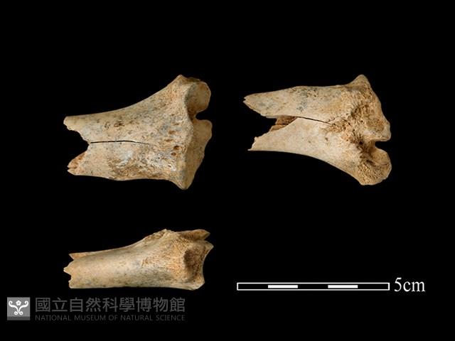 梅花鹿骨藏品圖，第1張