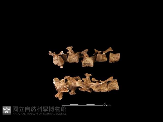 水獺骨藏品圖，第1張