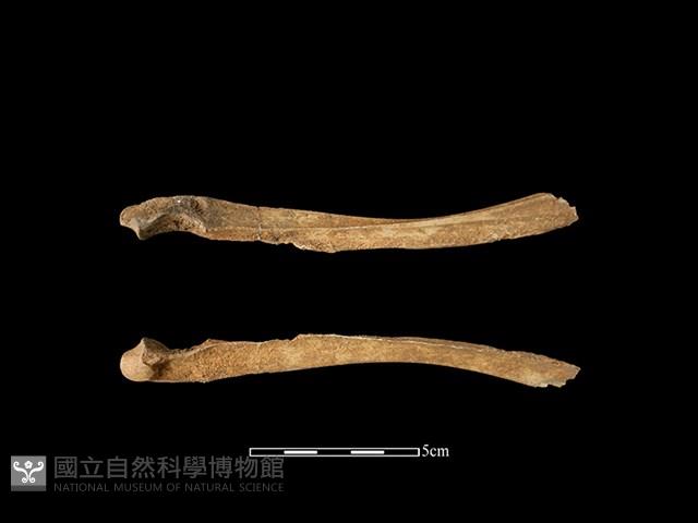 梅花鹿骨藏品圖，第1張